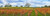 Posterazzi Autumn color vineyards Guerneville Road Sonoma County California USA Poster Print, (18 x 6)
