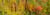 Posterazzi Autumn Color Trees Chequamegon-Nicolet National Forest Wisconsin USA Poster Print, (36 x 12), Varies
