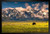 Bison Grazing Below Grand Teton Mountains Photo Art Print Black Wood Framed Poster 20x14