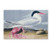 Cayenne Tern Artwork by John James Audubon, 12 by 19-Inch Canvas Wall Art