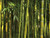 JP London PMUR2012 Peel and Stick Removable Wall Decal Sticker Mural, Bamboo Forest Green, 4 x 3-Feet