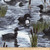 Timeless Treasures Loon Fabric by The Yard