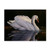 Reflection Mute Swan by Wilhelm Goebel, 14x19-Inch