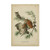 Trademark Fine Art Screech Owl by John James Audubon, 12x19-Inch