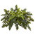 Nearly Natural 32in. Holly Fern Artificial Ledge Silk Plants, Green