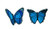 PatchClub Blue Butterfly Patches Iron On/Sew On