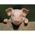 Wee Blue Coo Photo Animal Pig Piglet Cute Farm Pink Baby Babe Unframed Wall Art Print Poster Home Decor Premium