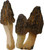 Morel Black (Morchella conica) Seeds Spores Morel Garden Mushrooms Mycelium Spawn (25g) by Garden Pleasure Morel Black (Morchella conica) Seeds Spores Morel Garden Mushrooms Mycelium Spawn (25g) by Garden Pleasure