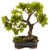 Nearly Natural 4848 Podocarpus with Mossed Bonsai Planter