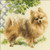 RIOLIS 1585 - Pomeranian - Counted Cross Stitch Kit 9¾" x 9¾" Zweigart 14 ct. Beige AIDA 19 Colors