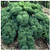 Earthcare Seeds Kale Blue Scotch Curled 500 Seeds - Non GMO - Heirloom - Open Pollinated