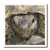 3D Rose Portrait-Animals Greek Land Turtles-Reptiles-Testudo ibera-Tortoise-for White Material Iron On Heat Transfer 8" x 8"