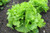 Oakleaf Leaf Lettuce Seeds, 1000+ Premium Heirloom Seeds, Crisp & Delicious! Great for Salads! (Isla's Garden Seeds), Non GMO, 90% Germination Rates, Highest Quality!
