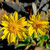 Outsidepride Arnica Montana Flower Seed - 200 Seeds