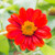 Outsidepride Red Mexican Sunflower Flower Seed - 1000 Seeds