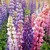 Outsidepride Lupine Russells Plant Flower Seed - 500 Seeds