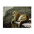 Rimrock Cougar by Ron Parker, 18x24-Inch