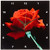 3dRose Red Rose Wall Clock, 10 by 10-Inch