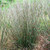 Perennial Farm Marketplace Schizachyrium s. 'Standing Ovation' (Little Bluestem) Ornamental Grass, Size-#1 Container, Bluish Green Foliage