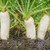 Outsidepride Daikon Radish Cover Crop Seed - 1 LB