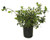 AMPLEX Confederate Jasmine Vine Live Plant, 3 gallon, Creeping Vine