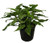 AMERICAN PLANT EXCHANGE Xanadu Philodendron Live Plant  3 Gallon  Green