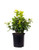 AMERICAN PLANT EXCHANGE Confederate Jasmine 1 Gallon Live Plant, 6" Pot, Green