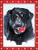 "Best Gift Ever" Black Lab - Boxed Christmas Cards - 5 5/8 x 7 3/8 Inches - 15 Heavyweight Cards and 16 Envelopes