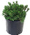 Pinus mugo 'Slowmound' (Slowmound Mugo Pine) Evergreen, #3 - Size Container