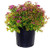 Spiraea jap. 'Magic Carpet' (Spirea) Shrub, #3 - Size Container