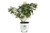 1 Gal. Bobo Hardy Hydrangea (Paniculata) Live Shrub, White to Pink Flowers