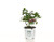 1 Gal. Fire Light Hardy Hydrangea (Paniculata) Live Shrub, White to Pink and Red Flowers