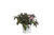 Spilled Wine Weigela (Florida) Live Shrub, Pink Flowers, Dark Purple Foliage, 1 Gallon