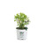 Invincibelle Limetta Smooth Hydrangea, Live Shrub, Green-White Flowers, 1 Gallon