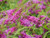 Proven Winners BUDPRC1106101 Lo & Behold 'Ruby Chip' Butterfly Bush Live Plant, 1 Gal, Red Flowers Proven Winners BUDPRC1106101 Lo & Behold 'Ruby Chip' Butterfly Bush Live Plant, 1 Gal, Red Flowers
