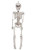 Sunstar Industries 12 Inch Plastic Realistic Skeleton - ST