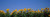 Posterazzi Sunflowers in a field Marion County Illinois USA (Helianthus annuus) Poster Print, (18 x 6)