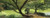Posterazzi Trees near a pond Central Park Manhattan City New York State USA Poster Print, (18 x 7)