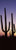 Posterazzi PPI127390S Silhouette Cacti (Carnegiea gigantea) on a Landscape Saguaro National Park Tucson Pima County Arizona USA Poster Print, 18 x 6