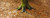 Posterazzi Low section view of a tree trunk Berlin Germany Poster Print, (18 x 7)