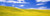 Canola Fields Washington State USA Poster Print (18 x 6)