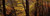 Posterazzi Mid Section View Of Trees Littlebeck North Yorkshire England United Kingdom Poster Print, (18 x 6)