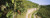 Posterazzi Gravel Road Passing Through Vineyards Vaihingen an Der ENZ Baden-Wurttemberg Germany Poster Print, (18 x 7), Varies