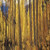 Posterazzi PPI130985S Aspen trees in autumn Colorado USA Poster Print, 18 x 6