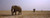 Posterazzi Three African elephants (Loxodonta africana) bulls approaching a waterhole Etosha National Park Kunene Region Namibia Poster Print, (18 x 7