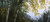 Posterazzi Birch trees in a forest Puumala Finland Poster Print, (15 x 6)