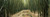 Posterazzi PPI134526L Bamboo forest Oheo Gulch Seven Sacred Pools Hana Maui Hawaii USA Poster Print, 36 x 12