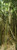 Posterazzi PPI134527L Bamboo forest Oheo Gulch Seven Sacred Pools Hana Maui Hawaii USA Poster Print, 36 x 12