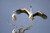 Posterazzi Three White storks ciconia perching on branches Tarangire National Park Tanzania Poster Print by Panoramic Images, (16 x 11)