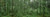 Flowering Dogwood (Cornus florida) trees in a forest Alaska USA Poster Print (18 x 6)